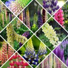 Rare Mixed 12 Types of Russell Lupine Dull Ice Flowers, 20 seeds