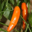 Rare 100 PCS Aji Amarillo Chile Seeds