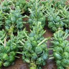 Rare Brussel Sprouts Italian Mezzo Nano Vegetables, 100 Seeds