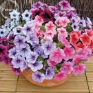 Rare Bonsai Mixed Purple Pink Red White Colors Petunia Superbissima Mixed, 100 seeds