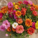 Rare Portulaca Grandiflora Flowers, 200 Mixed Seeds