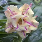 Rare 'Yellow Fragrance' Adenium Desert Rose Seeds, Professional Pack, 2 Seeds,