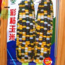 Rare Heirloom Big Haierbin Colorful Sticky Corn Organic Seeds 10Seeds