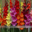 Rare Gladiolus Perennial Flower Seeds, Professional Pack, 50 Seeds