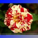 Rare 'Hua Kui' Yellow Red Rose Shrub Flower 50 Seeds