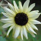 Rare Small talian White Sunflower, 15 Seeds