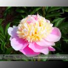 Rare 'Craft Unique Flower' Pink Orange White Peony Plant 5 Seeds