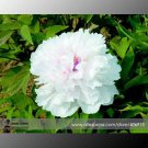 Rare 'Swan velvet' White Peony w/ Purple Heart Flower 5 Seeds