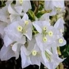 Rare Bougainvillea Spectabilis Willd 20 Seed, White