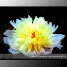 Rare 'Spring Coming' White Yellow Peony 5 Seeds