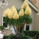 Rare BEAUCARNEA recurvata Ponytail Palm, 5 Seeds
