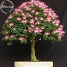 Rare Silk Floss Tree Albizzia Julibrissin Bonsai Nemu Tree, 10 Seeds