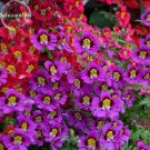 Rare Red Purple Schizanthus Flowers, 30 seeds