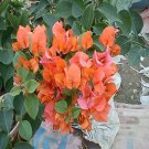Rare Bougainvillea Seeds, Orangish Red 100 seeds