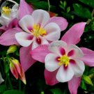 Rare Pink Aquilegia Garden Columbine with white inside, 50 seeds