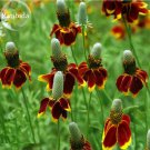 Rare Mexican Hat Ratibida Echinacea Purpurea Cornflowers, 20 seeds