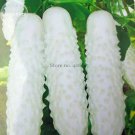 Rare White Cucumber Cucumis Sativus, 20 Seeds,