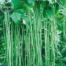 Rare 40 inch Super Long Green Cowpea Organic Vegetables, 20 seeds