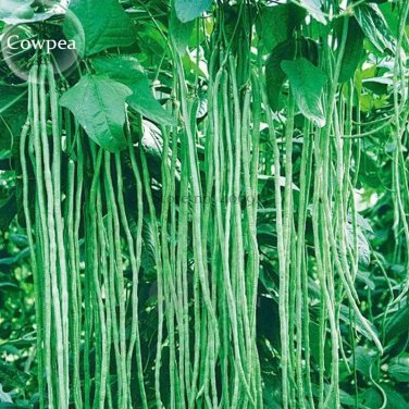 Rare 40 inch Super Long Green Cowpea Organic Vegetables, 20 seeds