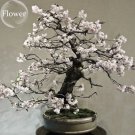 Rare Mixed 9 Types of Rare Rose Perennial Flowers, 50 seeds, Pink Black Red Purple chocolate coffee