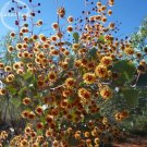 Rare Acacia Inaequilatera Camel Bush Ornamental Plants, 2 seeds