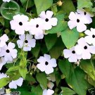 Rare Thunbergian White Morning Glory with Black Eyed Susan Flowers, 20 seeds