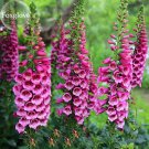 Rare Purple Foxglove Flowers, 100 Seeds, home garden digitalis flower plant