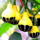 Rare 'Naughty Boy' Black Yellow Pumpkin, 8 seeds