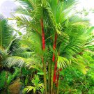 Rare BELLFARM Lipstick Palm Cyrtostachys Renda Tree, 10 seeds
