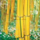 Rare Phyllostachys Viridis 'Sulfurea' Yellwo Green Striped Bamboo, 30 seeds