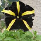 Rare Black Yellow Playmates Petunia Annual Flowers, 100 seeds
