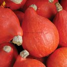 Rare Red Kuri Winter Squash Seeds, Professional Pack, 10 Seeds