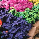Rare Ocimum basilicum Red Rubin Purple Green Basil Herbs, 100 seeds