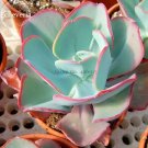 Rare Giant Hens and Chicks Echeveria Gigantea Succulent, 10 seeds