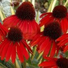 Rare Echinacea 'Firebird' Dark Red Coneflower, 100 Seeds