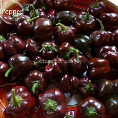Rare Heirloom Mini Chocolate Sweet Bell Pepper, 20 seeds