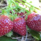 Rare Heirloom 'Purple Wonder' Big Strawberry, 100 seeds