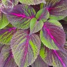 Rare Bi-coloured Salad Perilla Shiso, 100 Seeds, salad leaves with a minty basil