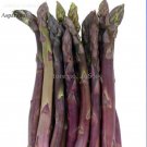 Rare Precoce D'Argenteuil Asparagus, 20 seeds, old traditional heirloom vegetables