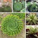 Rare Spiral Aloe Mixed Seeds, 2 seeds, excellent houseplants garden succulent rare plant