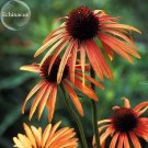 Rare 'Green Jewel' Echinacea Lovely Pale Yellow Coneflowers, 100 seeds