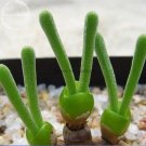 Rare Imported Monilaria Moniliforme Green Little Rabbit Succulent Plants, 10 seeds