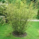 Rare Heirloom 'Xigun' Thin Bonsai Bamboo, 30 Seeds,