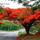 Rare Heirloom Delonix Regia Red Flame Tree 10 seeds,