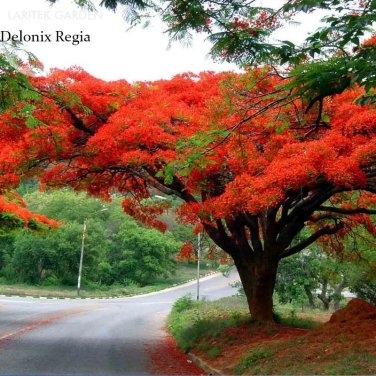 Rare Heirloom Delonix Regia Red Flame Tree 10 seeds,