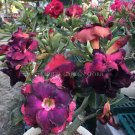 Rare 'mikonos girl' Adenium Desert rose, Professional Pack, 2 Seeds