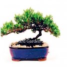 Rare Juniper 50 Seeds