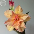 Rare 'Cheng Wang' Adenium Desert rose, Professional Pack, 2 Seed