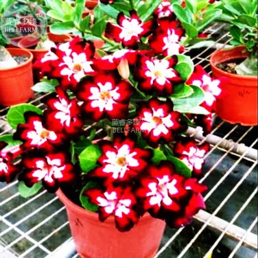Rare Dark Flowing Adenium Desert rose, Professional Pack, 2 Seeds