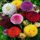 Rare Beautiful Mixed Zinnia Flowers Youth-and-old-age, 50 Seeds